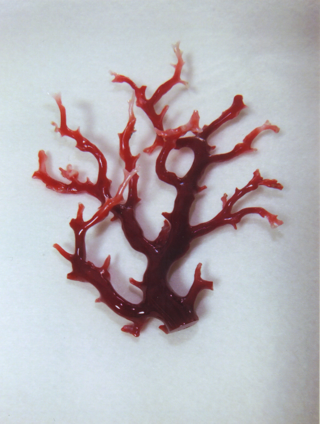p09 血赤 煌珊瑚 片穴 半球 11.7 mm 8.70 ct 1.74 g