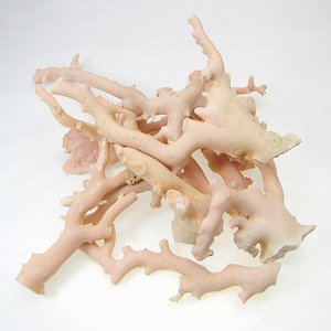 本ボケ珊瑚の写真
